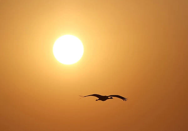 Demoiselle Crane (Anthropoides virgo) in flight against sunset, Grus virgo, India