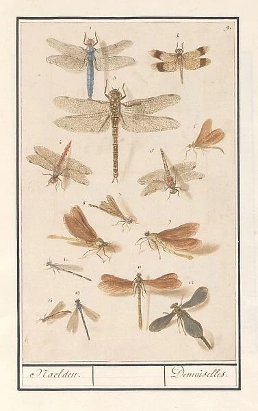 Dragonflies Odonata Naelden Demoiselles title