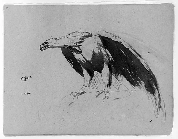 Eagle Sketchbook 1810-20 Ink wash paper 9 x 11 1  /  2