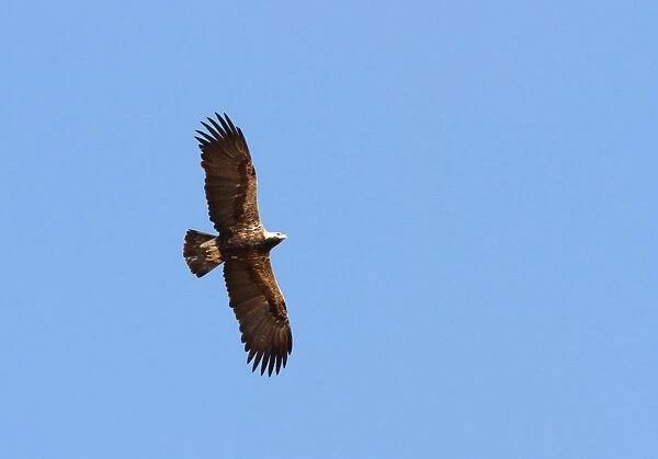Eastern Imperial Eagle (Aquila heliaca) in flight, Aquila heliaca, India