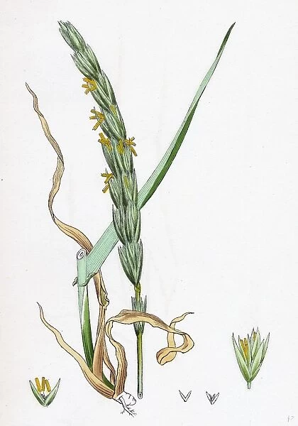 Elymus arenarius; Sand Lyme-grass