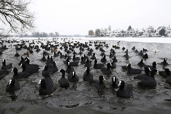 Eurasian Coots in a hole in ice, Fulica atra, The Netherlands