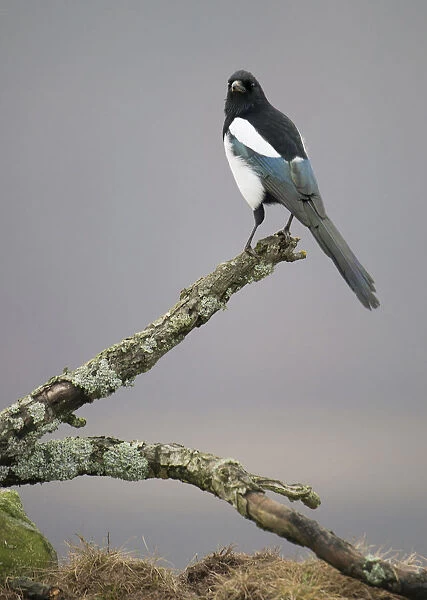 Eurasian Magpie perched on a branch, Pica pica, Germany