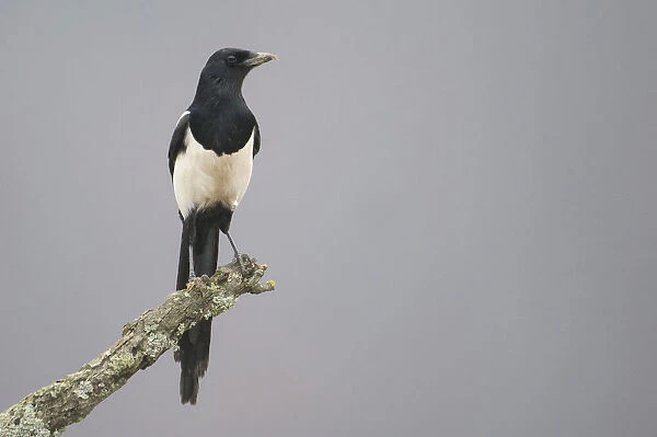 Eurasian Magpie perched on a branch, Pica pica, Germany