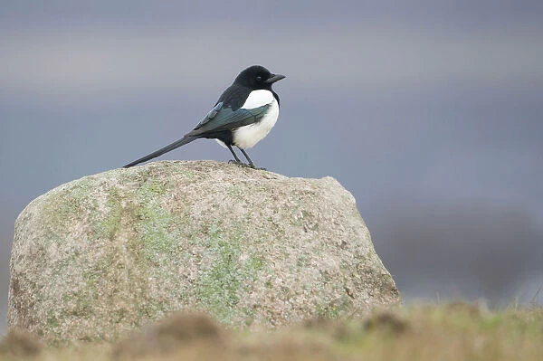Eurasian Magpie perched on stone, Pica pica, Germany