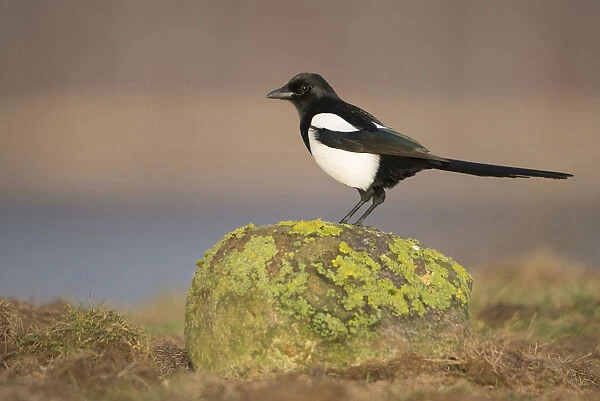 Eurasian Magpie perched on stone, Pica pica, Germany