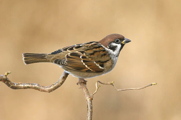 Eurasian Tree Sparrow on pearch, Passer montanus, Netherlands