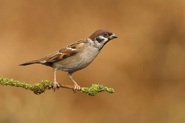 Eurasian Tree Sparrow sitting on pearch, Passer montanus, Netherlands