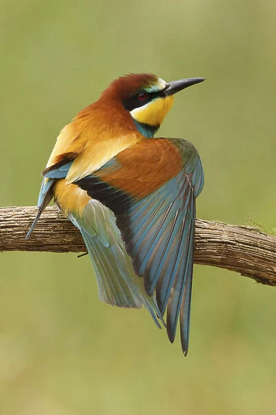 European Bee-eater sitting on pearch, Merops apiaster, France