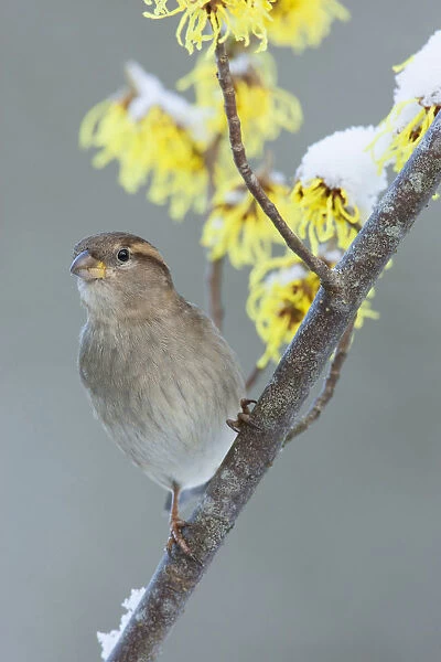 Female House Sparrow at a flowering Hamamelis, Passer domesticus, Netherlands
