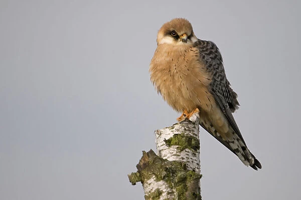 Female Red-footed Falcon perched on a pole, Falco vespertinus, The Netherlands