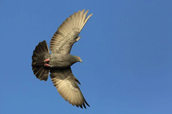 Feral Pigeon in flight, The Netherlands