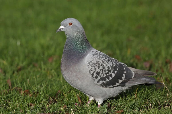 Feral Pigeon in grass, The Netherlands