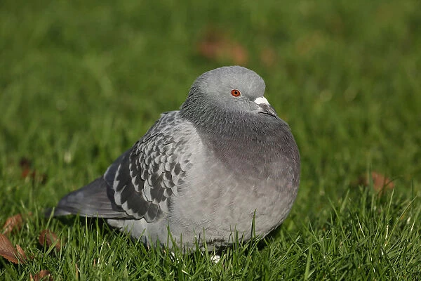 Feral Pigeon in grass, The Netherlands