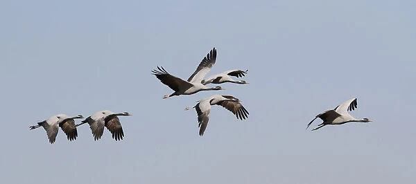 Flock of Demoiselle Cranes (Anthropoides virgo) in flight, Grus virgo, India
