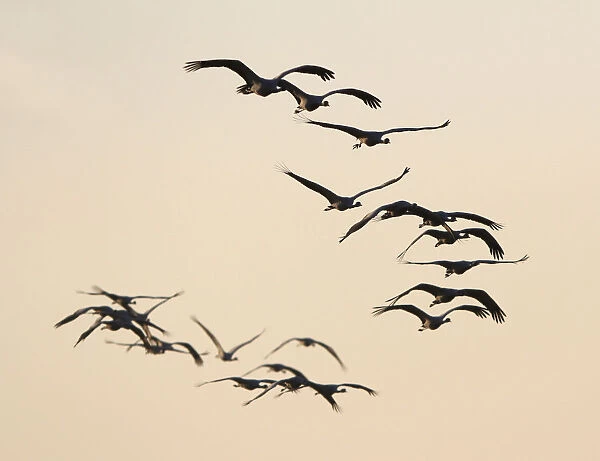 Flock of Demoiselle Cranes (Anthropoides virgo) in flight, Grus virgo, India