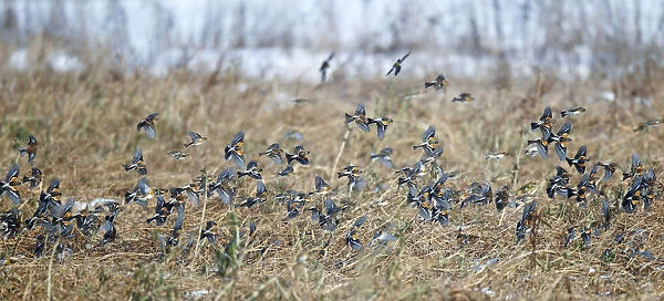 Flock of wintering Bramblings flying low over arable land, Fringilla montifringilla, Netherlands