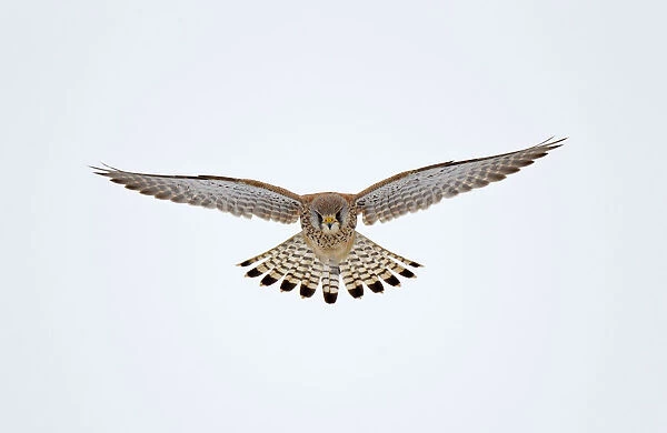 Flying, hovering Common Kestrel, Falco tinnunculus, Netherlands