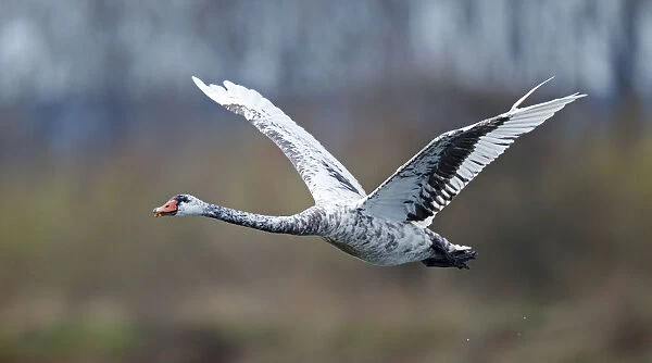 Flying hybrid Black Swan x Mute Swan, Cygnus atratus, Cygnus olor, Netherlands