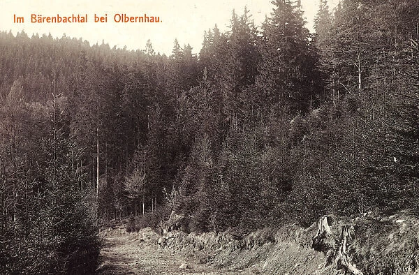 Forests Saxony Forest roads Germany 1913 Erzgebirgskreis
