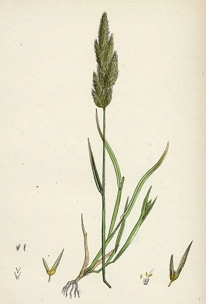 Gastridium lendigerum; Awned Nit-grass