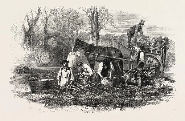 Gathering, Washing, Bunching, and Carting Carrots for the London Market, Uk