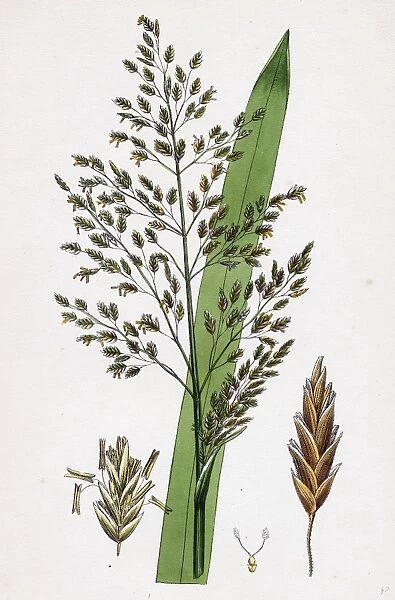 Glyceria aquatica; Reed Meadow-grass