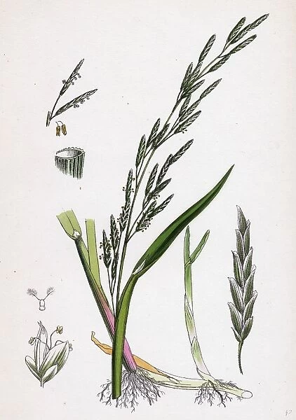 Glyceria plicata; Folded-leaved Meadow-grass