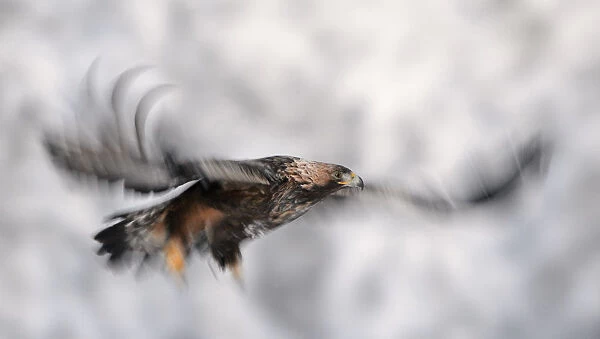 Golden Eagle flying in the snow, Aquila chrysaetos