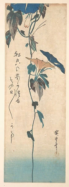 Grasshopper Morning-glory Vine Edo Period 1615-1868