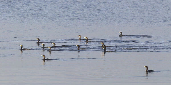 Great Cormorant group swimming, Phalacrocorax carbo, Netherlands