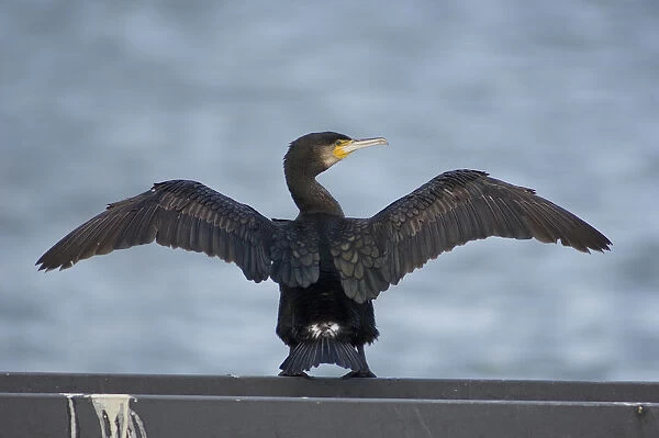 Great Cormorant on iron bar drying its wings, Phalacrocorax carbo