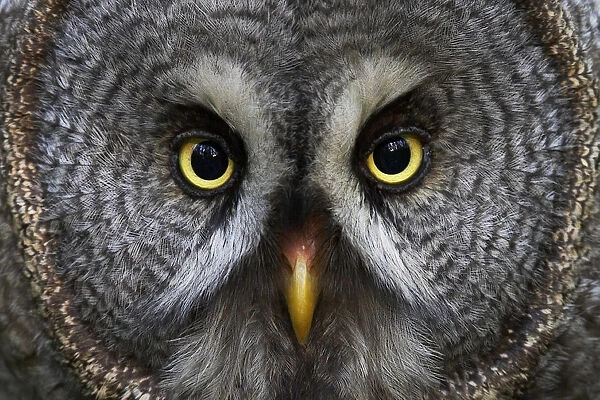 Great Grey Owl, Strix nebulosa