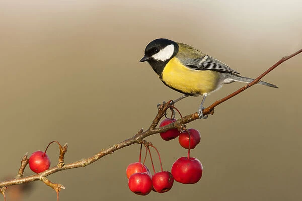 Great Tit on a branch with red berries, Parus major, Netherlands