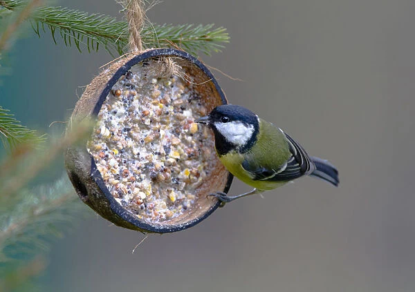 Great Tit on coconut with fat, Parus major