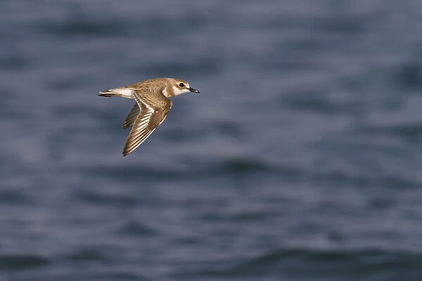 Greater Sand-Plover, Charadrius leschenaultii, Oman