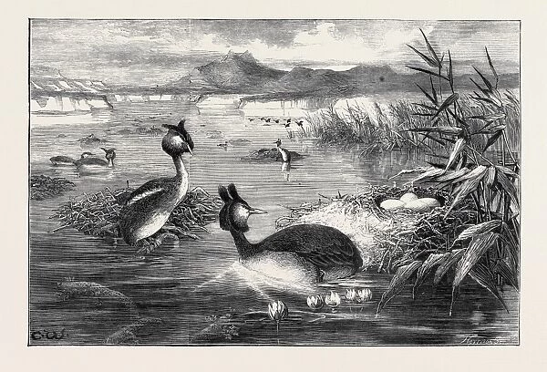 Grebes and their Nests