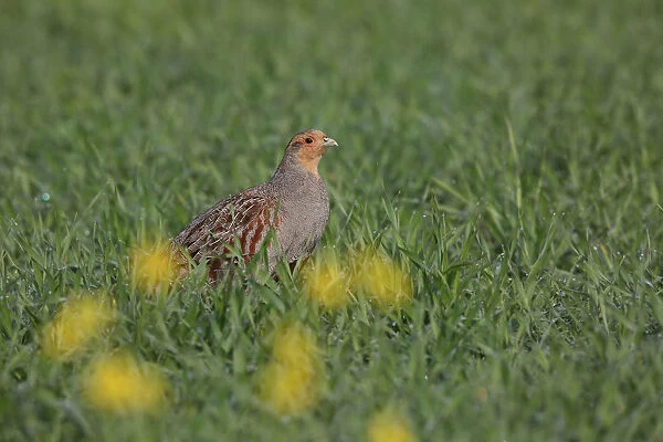 Grey Partridge at grassland, Perdix perdix