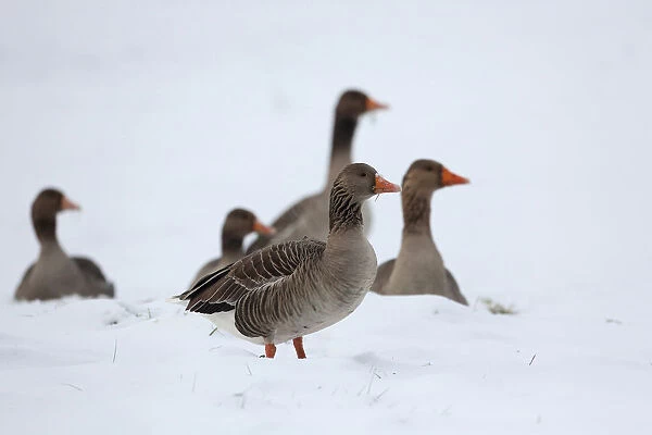 Greylag Geese in the snow, The Netherlands