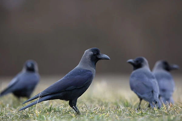 Group of House Crows in grass, Corvus splendens