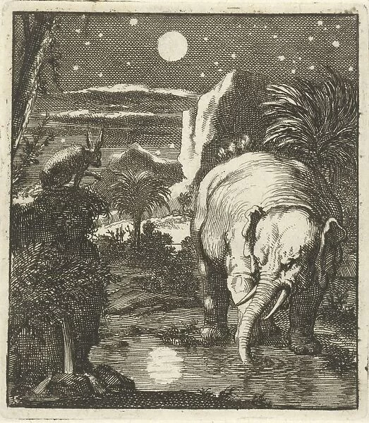 Hare elephant full moon water source trunked animals
