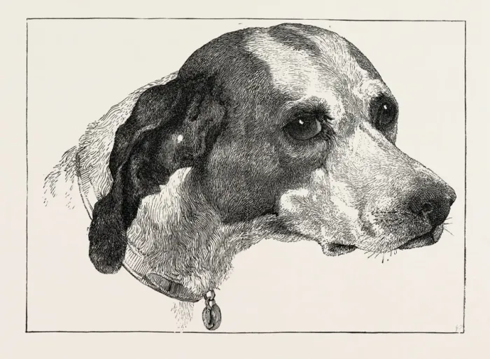 Framed Print : HEAD OF POINTER (DOG), BY EDWIN LANDSEER, 1802-1873, PAINTER, 1873 engraving Framed Print : HEAD OF POINTER (DOG), BY EDWIN LANDSEER, 1802-1873, PAINTER, 1873 engraving
