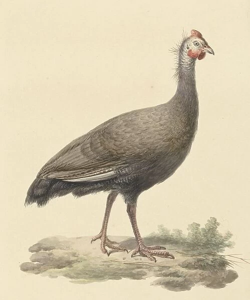 Helm guinea fowl Pieter Pietersz Barbiers 1759