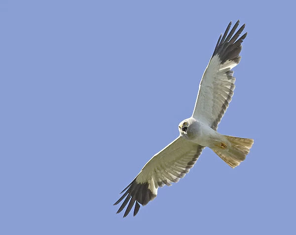 Hen Harrier adult flying againt blue sky, Circus cyaneus
