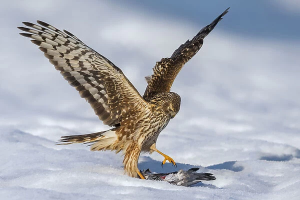 Hen Harrier female with prey, Circus cyaneus, Italy