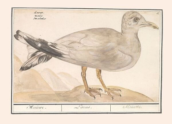 Herring Gull Larus argentatus Meeuwe Larus Mouette