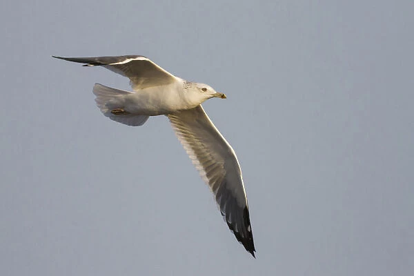 Heuglin's Gull, Larus heuglini, Oman