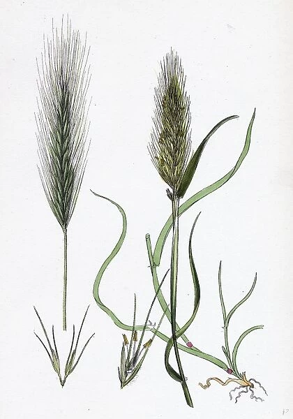 Hordeum murinum; Wall Barley