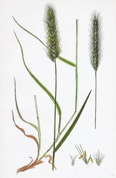 Hordeum pratense; Meadow Barley