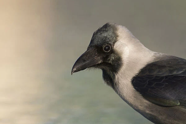 House Crow, Corvus splendens, Oman